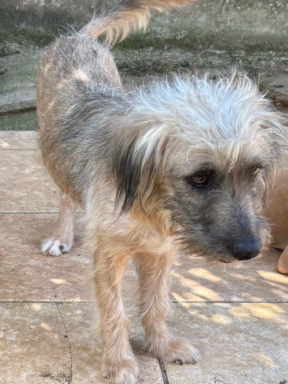 Chiens à adopter